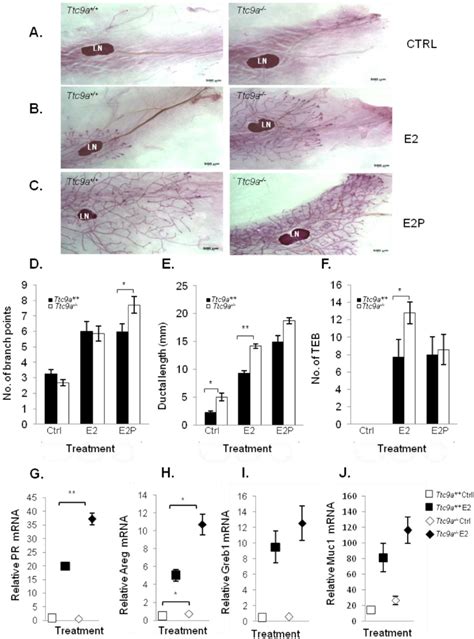 Ttc A Ko Mice Exhibit In Creased Mammary Ductal Branching Whole Mount