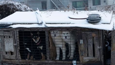 A partir de 2027 Corea del Sur prohíbe el consumo de carne de perro