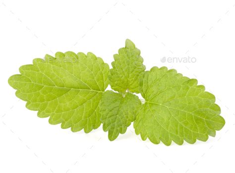 Peppermint Stock Photo By Natika Photodune