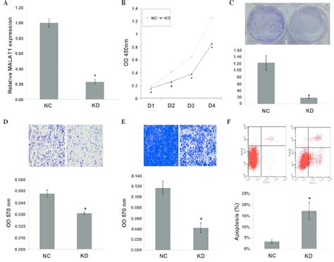 Inhibition Of Malat Expression Suppresses Tumorigenicity And Induces