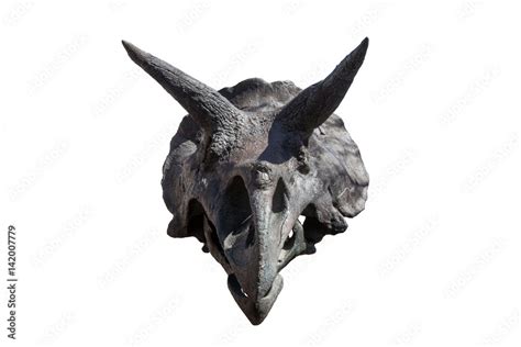 Dinosaur skeleton. Triceratops Fossil skull over white isolated ...