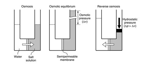 3 Representation Of A System In Osmosis Osmotic Equilibrium And