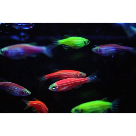 Jual Ikan Glow Fish Glowfish Danio Zebra Ikan Hias Aquascape Air