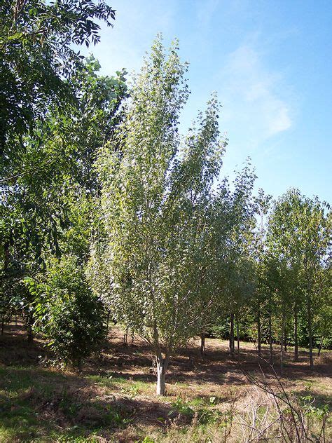 White Poplar Populus Alba Chew Valley Trees Poplar Tree Garden