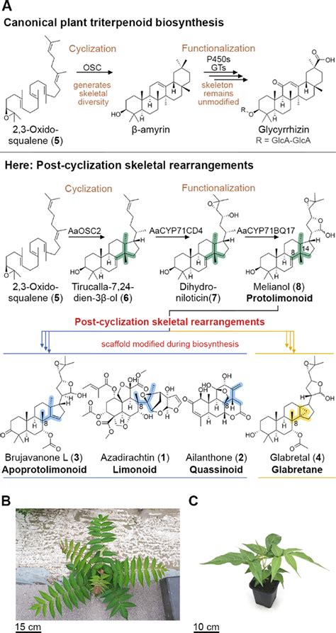 Post Cyclization Skeletal Rearrangements In Plant Triterpenoid