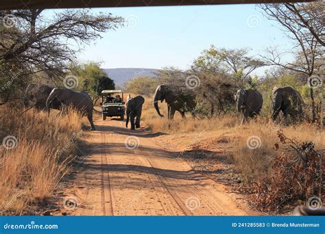 Herd Of African Elephants Crossing A Road In Welgevonden Game Reserve