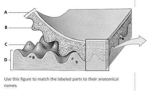 Epidermal Ridge