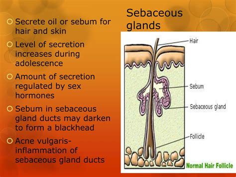 Ppt Structures Of The Skin Powerpoint Presentation Free Download