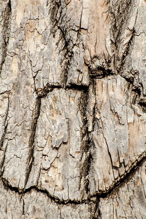 Free Images Nature Branch Wood Texture Leaf Soil Rough Tree