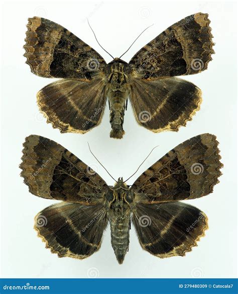 Nocturnal Black Butterfly Moth Mormo Maura Male and Female Close Up
