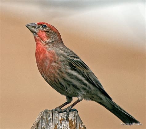 Male House Finch By Kathleenrinker Redbubble