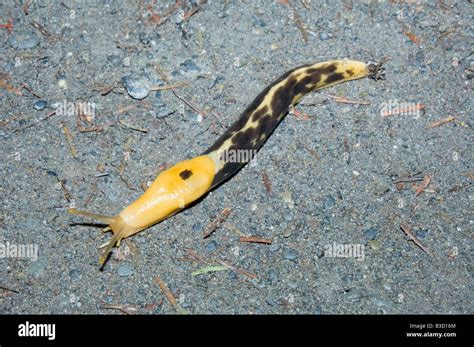 Banana Slug Ariolimax Columbianus Stock Photo Alamy