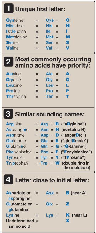 Amino Acids And Abbreviations