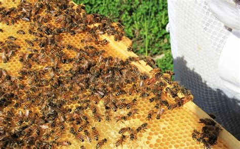 Abeja Reina En La Colmena De La Abeja Que Pone Los Huevos Imagen De