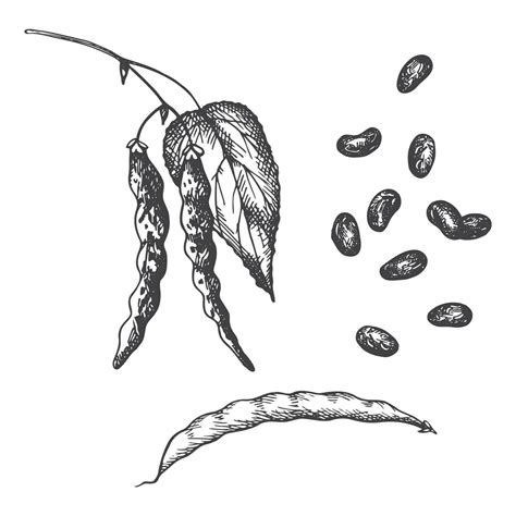 Bean Plant Drawing Vector Illustration On Isolated White Background