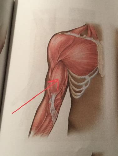 Muscles That Move The Forearm At The Elbow Flashcards Quizlet