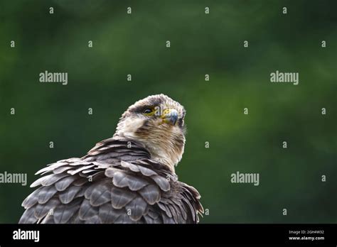 Falco biarmicus feldeggi Fotos und Bildmaterial in hoher Auflösung