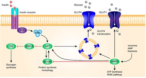 This Figure Shows The Insulin Signaling Pathway The Insulin Receptor Download Scientific