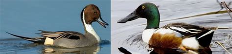 Types Of Ducks Pictures