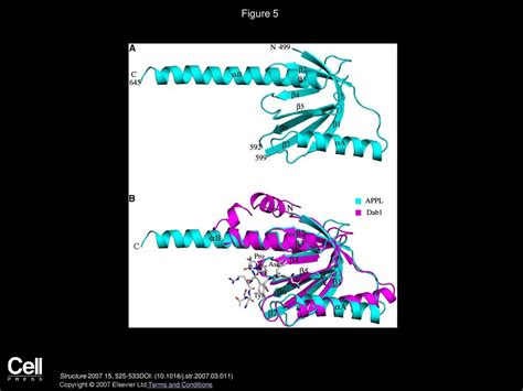 Crystal Structures Of The Bar Ph And Ptb Domains Of Human Appl Ppt