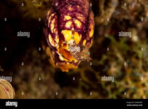 Lined Nembrotha Nembrotha Lineolata Is A Species Of Nudibranch A Sea