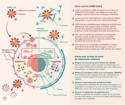 Coronavirus Et Covid Inserm La Science Pour La Sant