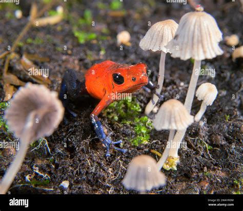 Blue Jeans Or Strawberry Poison Dart Frog Oophaga Pumilio Among