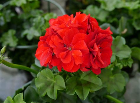 Pelargonium Obp Opplysningskontoret For Blomster Og Planter