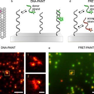 Fret Paint For Multiplexed Detection Of Different Target Dna Strands