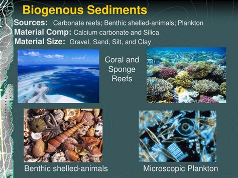 Ppt Marine Sediments Origin Composition And Distribution Powerpoint