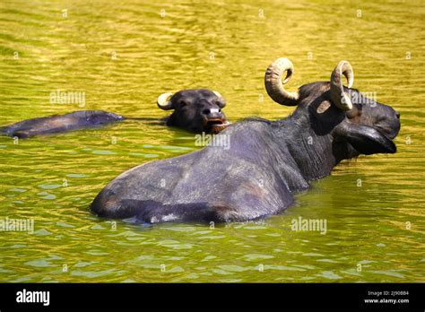 Buffaloes Taking A Dip In The Lake On A Hot Summer Day On The Outskirts