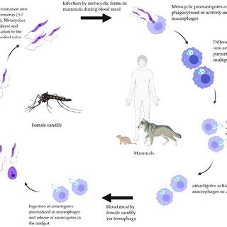 Digenetic Life Cycle Of Leishmania Infantum Alternating Between