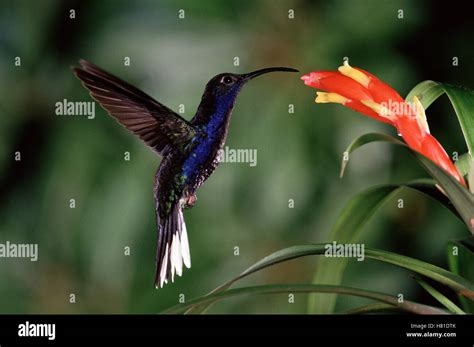 Violet Sabre Wing Campylopterus Hemileucurus Hummingbird Feeding On