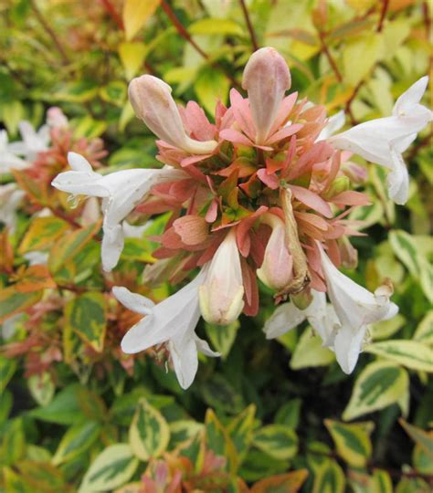 Abelia X Grandiflora Kaleidoscope Kaleidoscope Glossy Abelia From