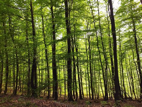 Forêt Relever Ambiance Tronc Photo gratuite sur Pixabay