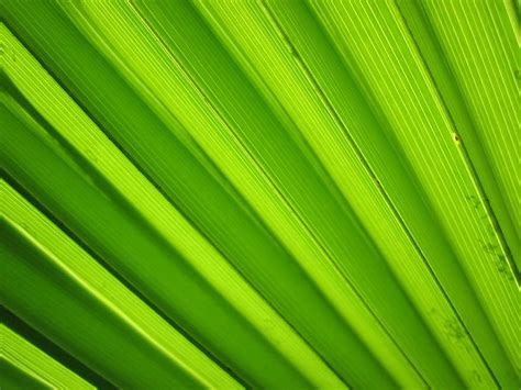 Sheet Green Structure Detail Macro Plant Texture Background Pikist