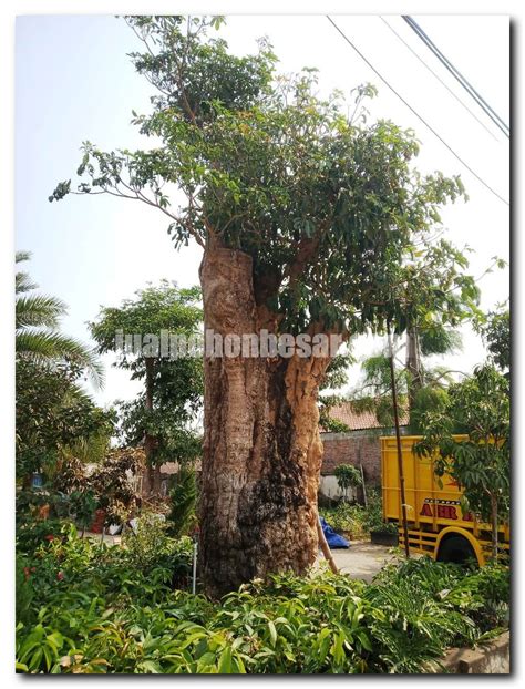 Pohon Pule Jual Pohon Besar Dan Langka Murah Garansi Hidup Tahun