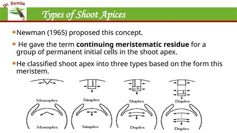 2 Shoot Apical Meristem And Theories Of Shoot Apical Meristem Ppt
