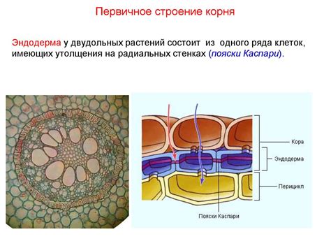 Вегетативные органы. Корень - презентация онлайн