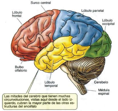 Superficie Lateral De Las Circunvoluciones De La Corteza Cerebral