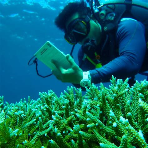 Coral Reef Restoration Diver Volunteer In Indonesia 2025