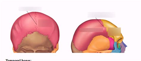 Parts of the Parietal Bone Diagram | Quizlet