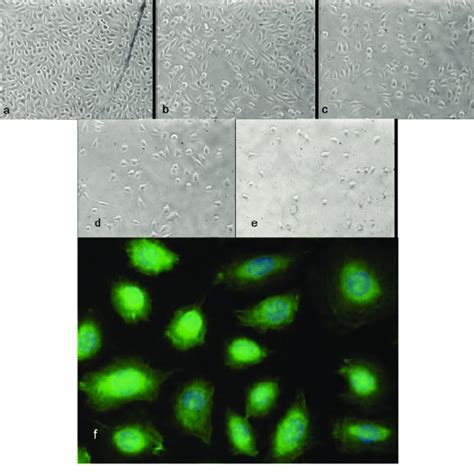 The Attachment And Morphology Of The L929 Cells A And Hmsc Cells B