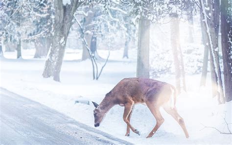 Winter Deer Wallpapers Top Free Winter Deer Backgrounds Wallpaperaccess