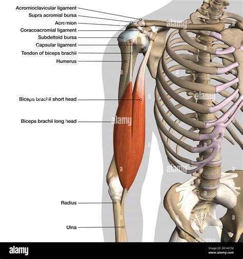 Anatomie De L Tiquette Tableau Masculin Muscle Biceps Et Des Ligaments