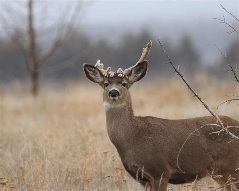 Epizootic Hemorrhagic Disease Ehd In Deer What You Need To Know