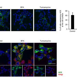 A Analysis Of ACE Protein Levels By Western Blot In HEK Cells Stably