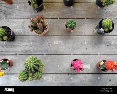 Collection Of Various Cactus And Succulent Plants In Different Pots