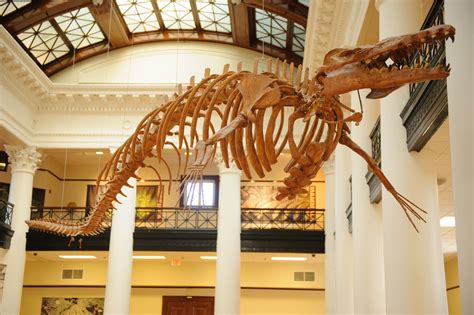 Museums' Collections Spotlight: Basilosaurus Cetoides - University of ...