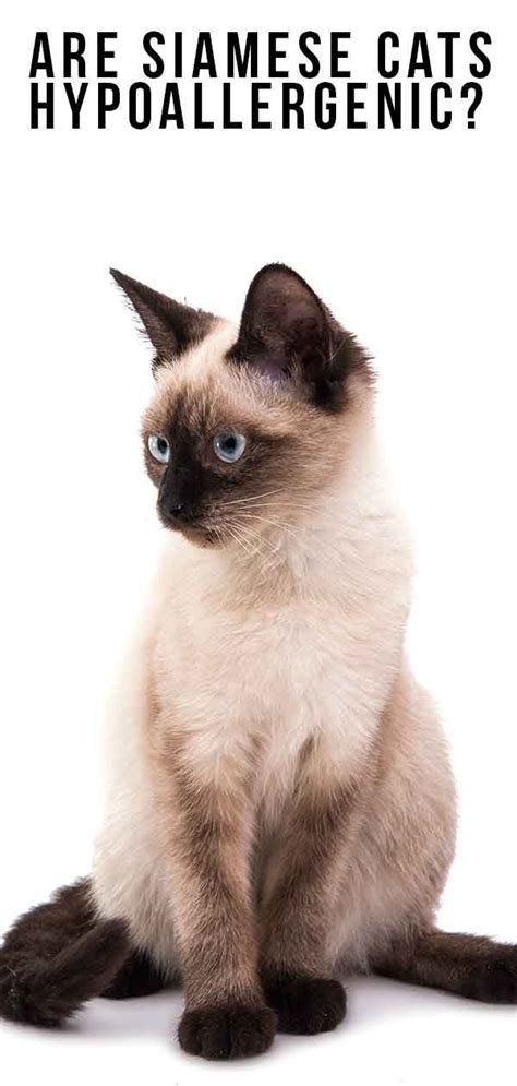 Siamese Cats A Guide To Caring For Siamese Cats Artofit